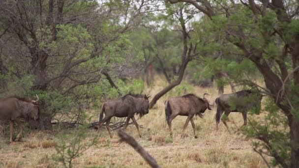 Wildebeest Περπάτημα Στο Γρασίδι Στην Άγρια Φύση — Αρχείο Βίντεο