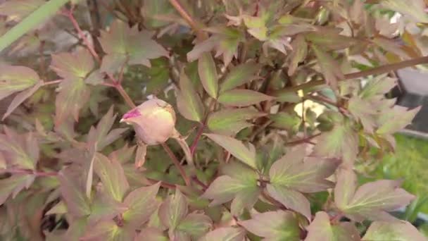 春天长满叶子的牡丹芽 — 图库视频影像