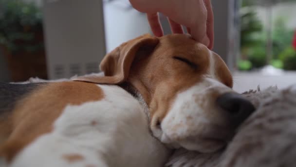Jonge Beagle Hond Wordt Geaaid Tijdens Het Slapen Bed — Stockvideo