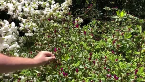 Close Homem Aparando Arbustos Primavera — Vídeo de Stock