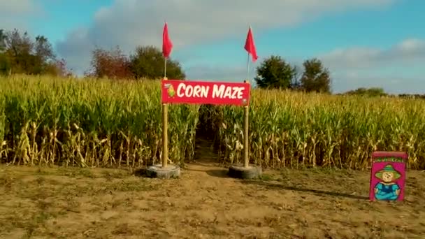 Beelden Van Een Maïsdoolhof Een Boerderij — Stockvideo