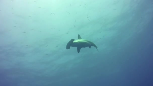 Hammerhead Shark Nuotare Fino Alla Fotocamera Poi Allontanarsi Egitto — Video Stock
