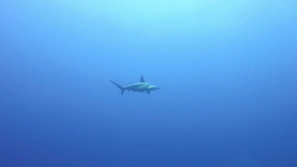 Tubarão Martelo Deslizando Através Das Águas Azuis Profundas Mar Vermelho — Vídeo de Stock