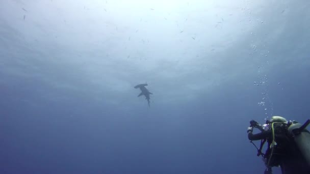 Squalo Martello Nuotare Vicino Subacqueo Femminile Nel Mar Rosso Egitto — Video Stock