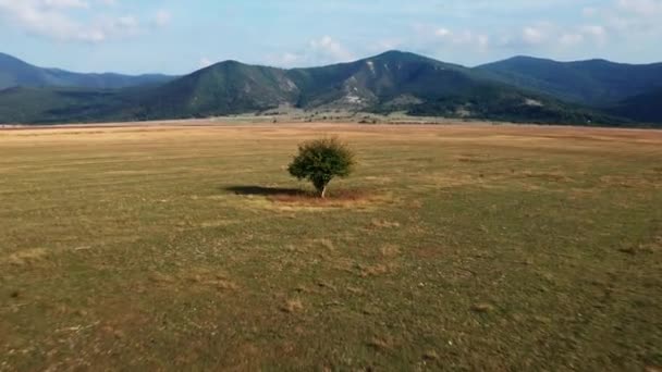 Langsamer Flug Richtung Eines Einzelnen Baumes Auf Einem Weiten Feld — Stockvideo