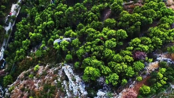 Luftfoto Flot Struktureret Jord Mættede Grønne Træer – Stock-video