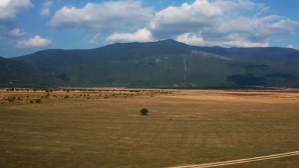 Αργή Πτήση Προς Ένα Μόνο Δέντρο Ένα Ευρύ Πεδίο Όμορφη — Αρχείο Βίντεο