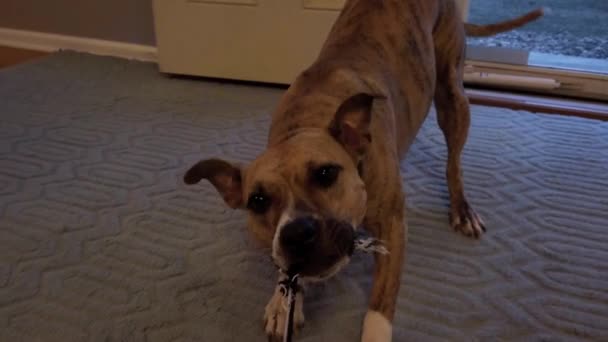 Cão Resgate Familiar Brincando Puxão Com Uma Seção Corda Preta — Vídeo de Stock