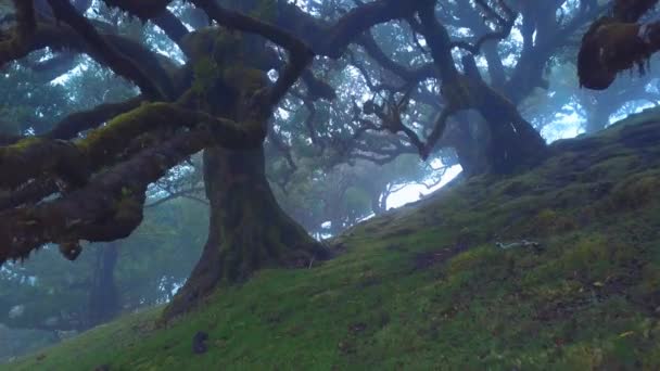Hiç Kimse Karanlık Sisli Laurissilva Ormanına Doğru Kamera Dallar Ormanda — Stok video