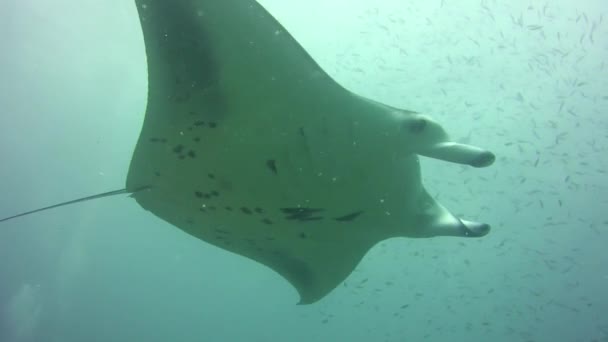 Manta Ray Zwemmen Boven Blauwe Wateren Van Indische Oceaan — Stockvideo