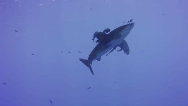 Oceanic White Tip Shark Nageant Sous Bateau Dans Les Eaux — Video
