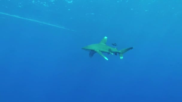 Oceanic White Tip Shark Podpływa Samicy Nurka Podczas Filmowania — Wideo stockowe