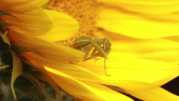 坐在向日葵里面的向日葵的近身祷告 — 图库视频影像
