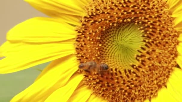 Bir Ayçiçeğinden Nektar Toplayan Arılara Aşırı Derecede Yakın — Stok video