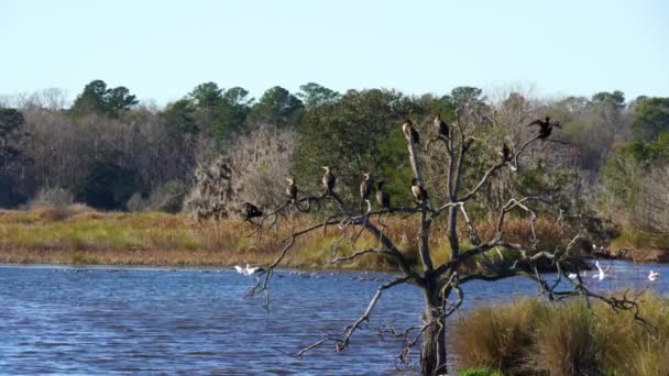Árbol Grandes Aves Cormoranes Descansando Sol Área Manejo Vida Silvestre — Vídeos de Stock