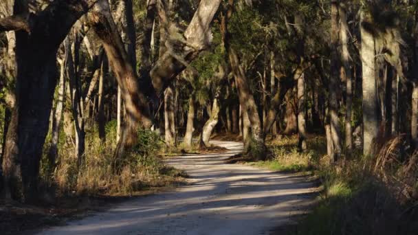 Una Strada Sterrata Campagna Costeggiata Cipressi Snoda Attraverso Area Della — Video Stock