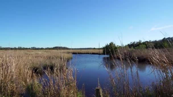 Rzeka Pływowa Rejonie Zarządzania Dziką Fauną Florą Donnelly Green Pond — Wideo stockowe