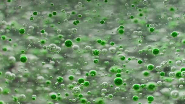 Viele Kleine Grüne Blasen Die Langsam Wasser Versinken — Stockvideo