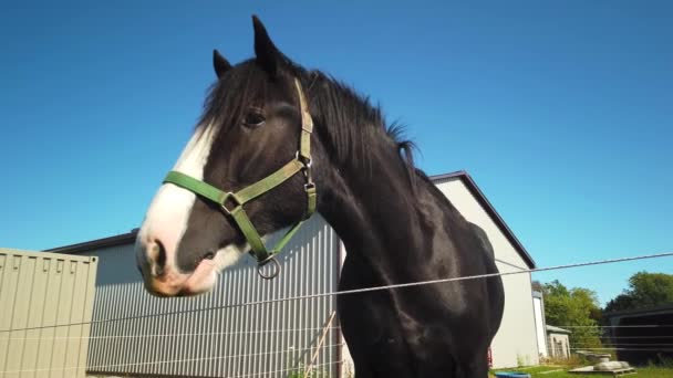 Mittlere Aufnahme Eines Schwarzen Pferdes Das Auf Nahrung Wartet — Stockvideo