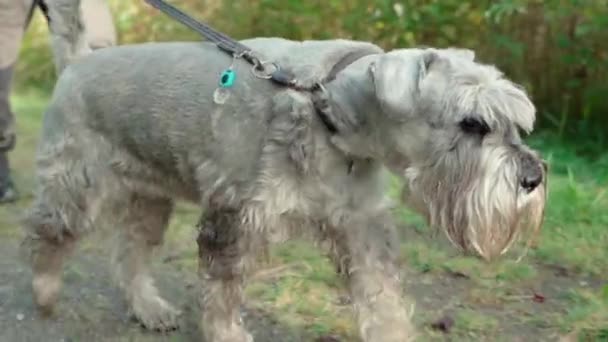 Anjing Pada Tali Berjalan Rumput — Stok Video