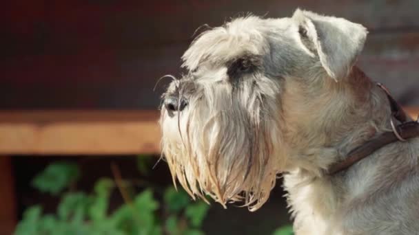 Hond Het Zonlicht Snuiven Lucht — Stockvideo