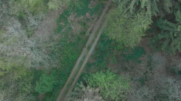 Levegő Lefelé Nyomja Nyomvonal Átlósan Fenyőerdő Ember Központú Repülő Drón — Stock videók