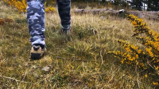 Caminando Hacia Exuberante Bosque Verde Tiro Cámara Lenta Ángulo Bajo — Vídeos de Stock