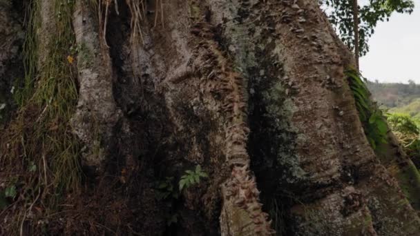 Remarkable Silk Cotton Tree Tobago West Indies — Stock Video