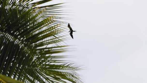 Gaivota Voando Por Cima Com Folhas Palmeira Soprando Vento — Vídeo de Stock