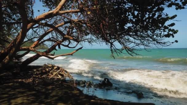 Bela Praia Azul Oceano Com Árvores Vermelhas Tobago Índias Ocidentais — Vídeo de Stock