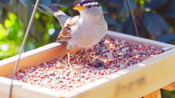 Finch Tit Bird Eating Bird Seed Feeding Tray Bird Table — Stock Video