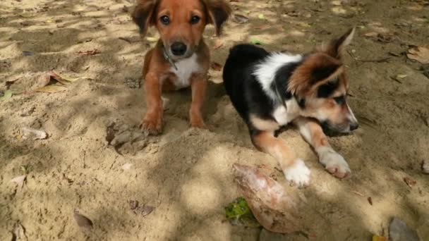 Dois Cachorros Bonitos Que Colocam Uma Praia Uma Baía Piratas — Vídeo de Stock