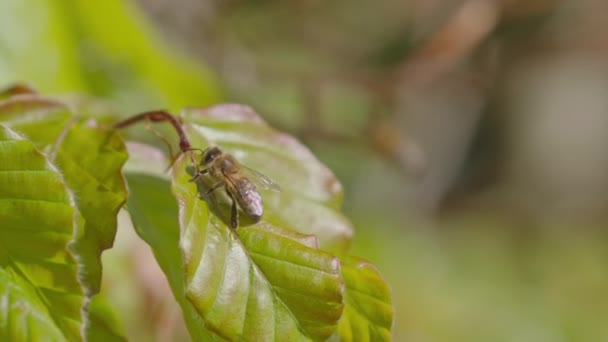 Close Honey Bee Resting Green Leaf Garden Spring — Stock Video