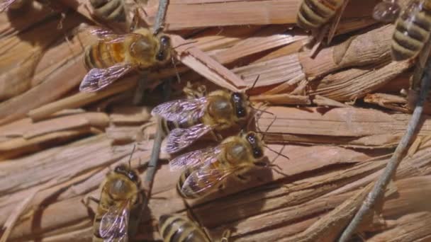 Крупный План Пчёл Ползающих Пчелиному Улью — стоковое видео