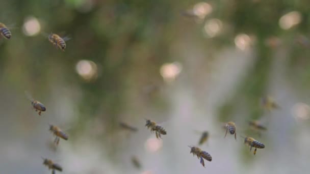 蜜蜂在蜂窝周围空气中飞翔的慢动作背景 — 图库视频影像