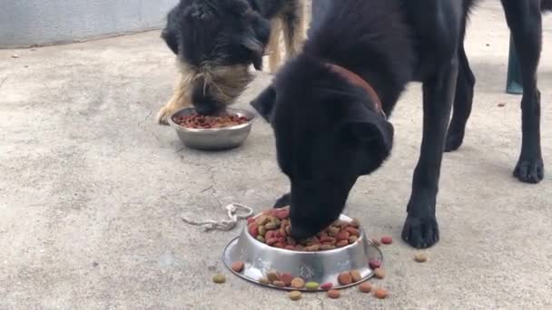 Dos Perros Comiendo Comida Cuencos Acero Disparo Estático Mano — Vídeos de Stock