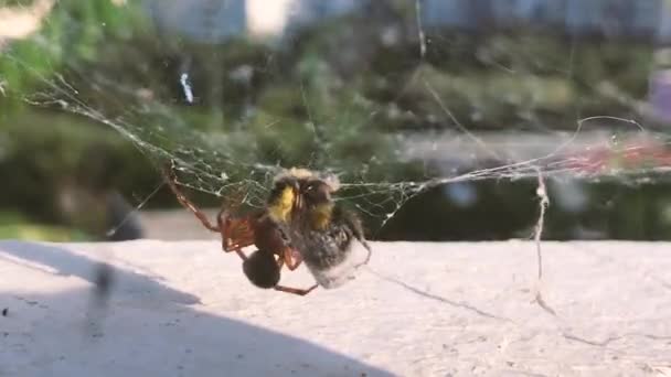 クモの巣ラッピングバンブルビー獲物 スローズームイン — ストック動画