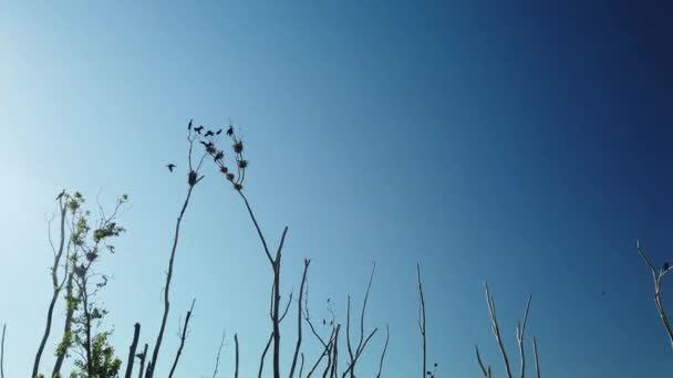 Amplio Plano Cormoranes Negros Área Anidación Contra Cielo Azul — Vídeos de Stock