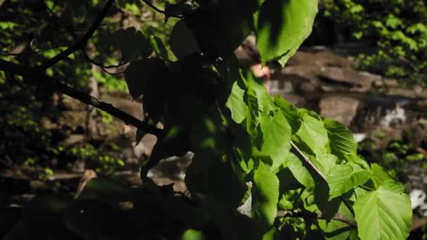 노공원의 방앗간의 강가에서 일광욕을 — 비디오