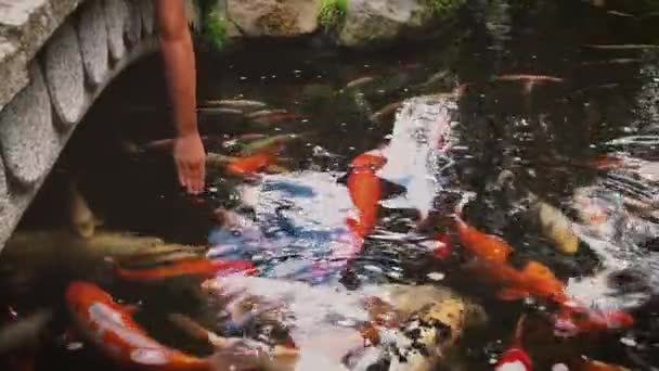男孩在鲤鱼池里玩鳕鱼 静态射击 — 图库视频影像