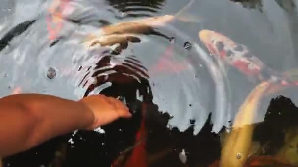 Young Boy Playing Hand Pond Water Full Beautiful Koi Fish — Stock Video