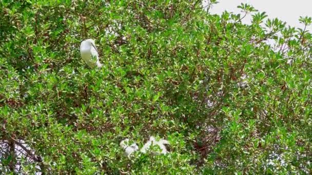 Сніговий Чапля Пташенята Грають Гілках Дерева Поки Мама Спускається Щоб — стокове відео