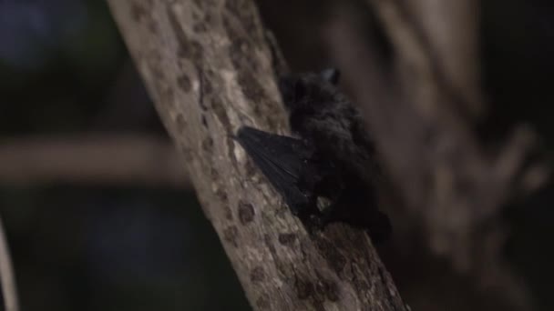 Pequeño Murciélago Trepando Árbol Por Noche — Vídeo de stock