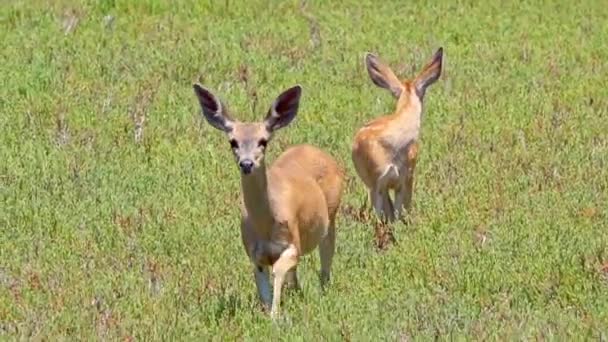 Doe Rådjur Och Fawn Promenader Genom Det Gröna Gräset Coyote — Stockvideo