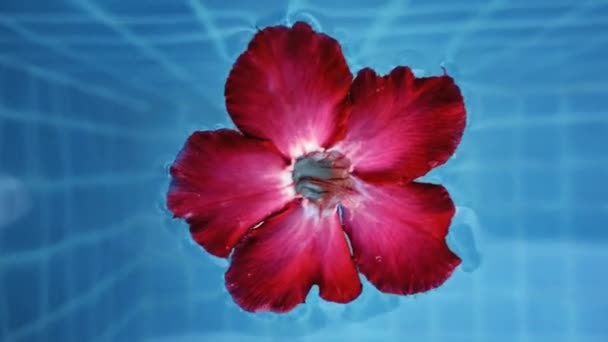Bellissimo Fiore Ibisco Rosso Che Galleggia Piscina Primo Piano — Video Stock