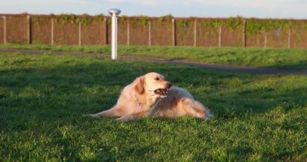 Młody Golden Retriever Przewraca Się Trawie Podczas Zabawy Kijem — Wideo stockowe