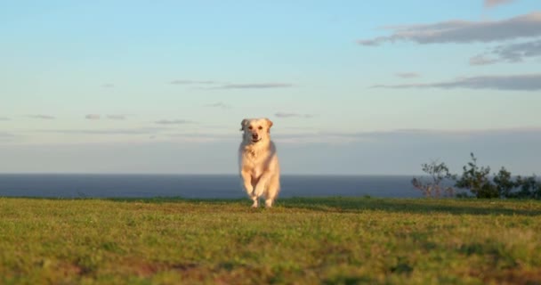 黄金の検索犬は日没時にカメラに向かって走ります — ストック動画