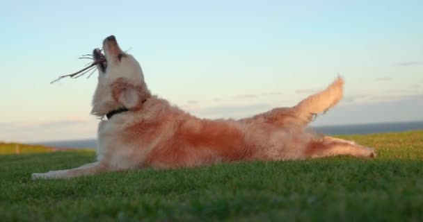 Golden Retriever Hond Strekt Zich Uit Gras Met Stok Haar — Stockvideo