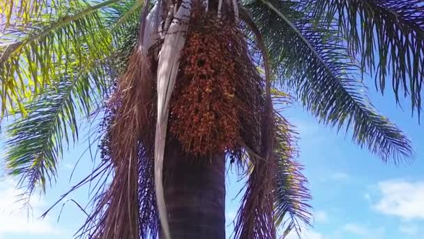 Bienen Fliegen Ein Bündel Junger Palmenfrüchte Unter Dem Pulsierenden Sonnenlicht — Stockvideo