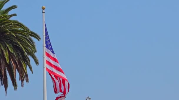 Kamera Cofa Się Ujawnić Amerykańską Flagę Palmę Wiejącą Wietrze Niebieskiego — Wideo stockowe